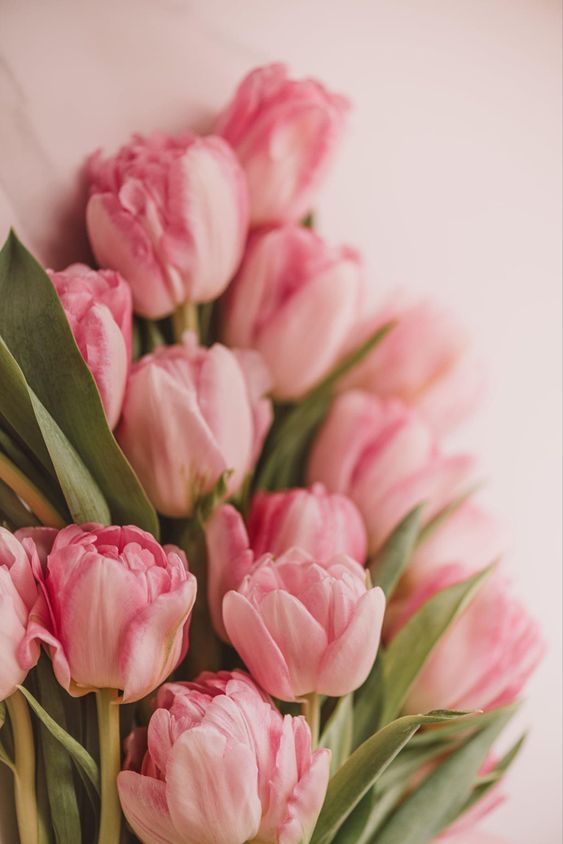 Sản phẩm tulip  2030