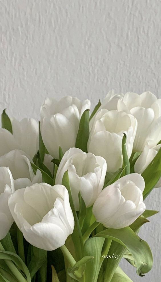 Sản phẩm tulip  2031
