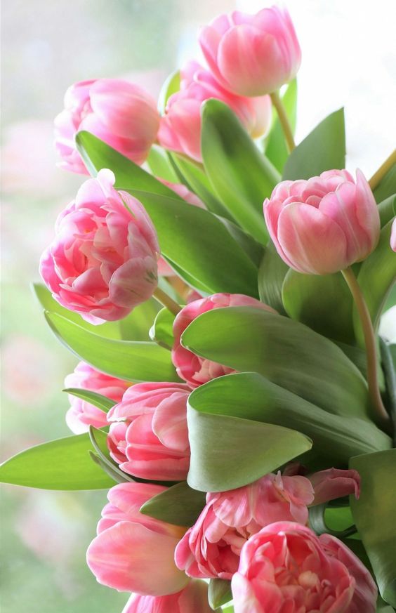 Sản phẩm tulip  2032