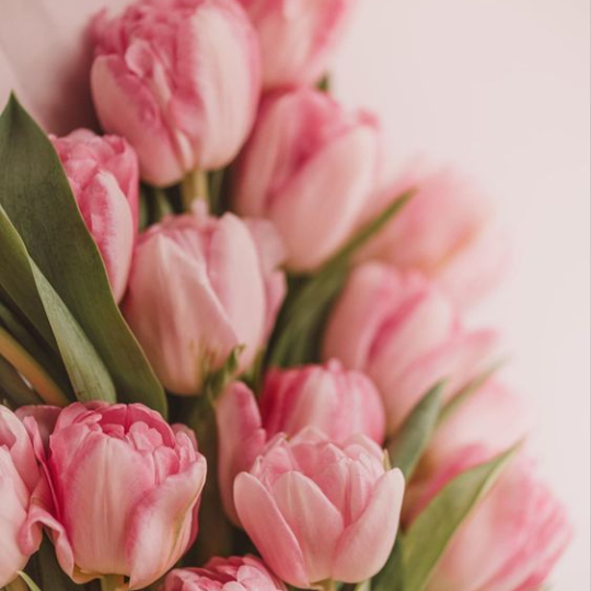 Sản phẩm tulip  2030