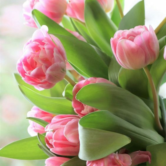 Sản phẩm tulip  2032